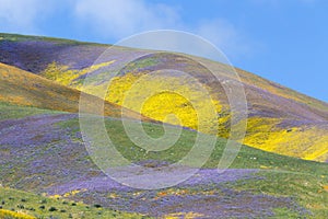 Temblor Range Wildflower