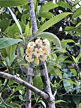 Tembusu or Anan or Fagraea fragrans or Ironwood or Kan krao flowers.