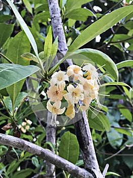 Tembusu or Anan or Fagraea fragrans or Ironwood or Kan krao flowers.