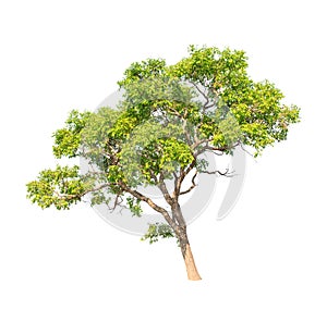Tembusu (Fagraea fragrans), tropical tree in Thailand
