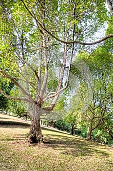 Tembusu Trees