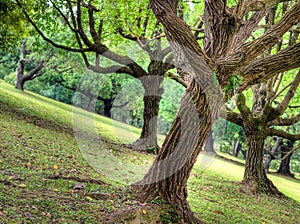 Tembusu Trees on Hill Slope