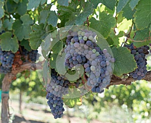 Temecula Valley Grape Cluster