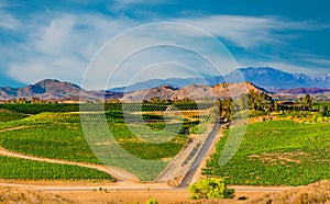 Temecula Valley`s  vineyards are bright green and lush in the afternoon sun