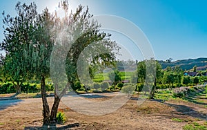 Temecula wine country with sun rays through tree