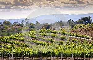 Temecula Wine Country Vineyards, California