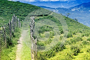 Temi tea garden of Ravangla, Sikkim, India.