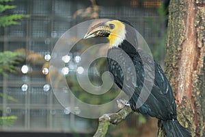Temminck hornbill