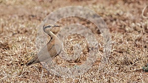 Temminck`s Courser in Arid Field