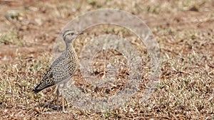 Temminck`s Courser Chick in Arid Field