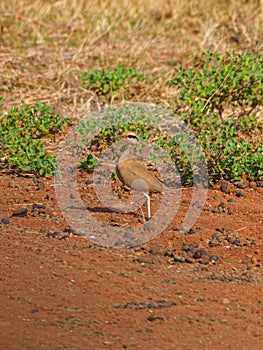 Temminck\'s courser, Cursorius temminckii. Madikwe Game Reserve, South Africa