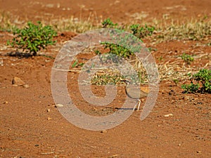 Temminck\'s courser, Cursorius temminckii. Madikwe Game Reserve, South Africa