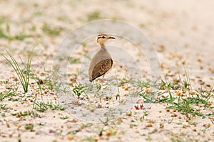 Temminck`s courser, Cursorius temminckii,  in the nature habitat, Okavango. Botswana in Africa.Bird sitting in the sand with gras