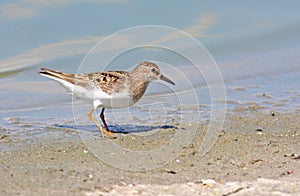 Temminck's stint