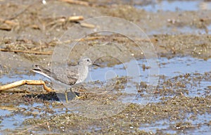 Temminck's Stint