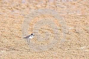 Temminck's Stint