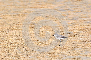 Temminck's Stint