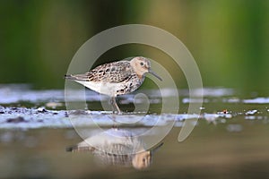 Temminck's Stint Calidris temminckii