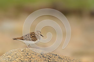 Temminck`s Stint Calidris temminckii on the beach in Norway