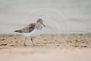 Temminck`s stint Calidris temminckii.  Birds wintering in the Middle East