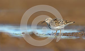 Temminck\'s stint slowly wades on shallow blue waters in spring breeding season