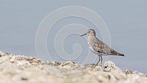 Temminck`s Stint Standing Still on the Shore