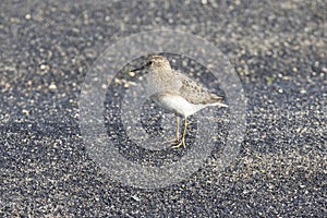 Temminck\'s stint stands by lake