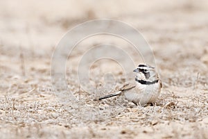 Temminck's Strandleeuwerik, Temminck's Lark, Eremophila bilopha photo