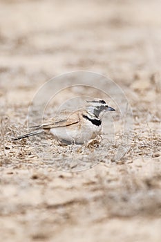 Temminck's Strandleeuwerik, Temminck's Lark, Eremophila bilopha photo