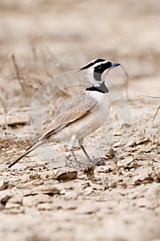 Temminck's Strandleeuwerik, Temminck's Lark, Eremophila bilopha photo