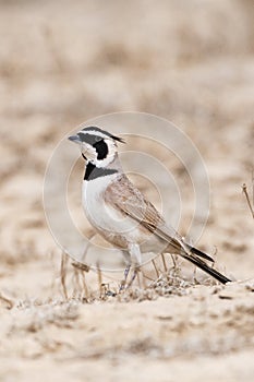 Temminck's Strandleeuwerik, Temminck's Lark, Eremophila bilopha