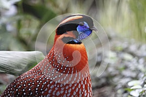 Temminck's tragopan