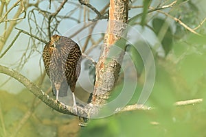 Temminck's tragopan