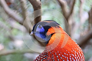 Temminck's Tragopan