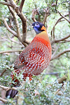 Temminck's Tragopan