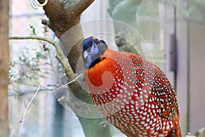 Temminck's Tragopan