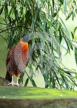 Temminck\'s Tragopan (Tragopan temminckii) in Eastern Himalayas