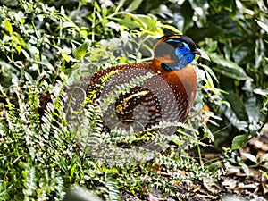 Temminck`s Tragopan, Tragopan temminckii, is probably the most beautiful pheasant