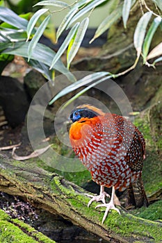 Temminck's Tragopan (Tragopan temminckii) Spotted Outdoors