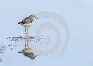 Temminck Stint in a reflection shot