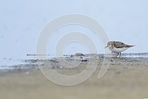 Temminck stint on a sandy beach