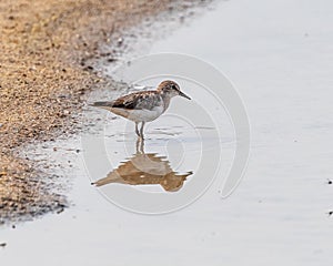A Temminck Stint