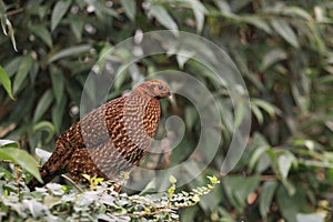 Temminck tragopan