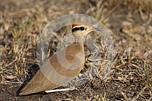 Temmincks courser