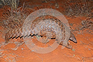 Temmincks ground pangolin foraging - South Africa