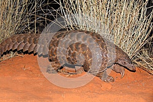 Temmincks ground pangolin in natural habitat