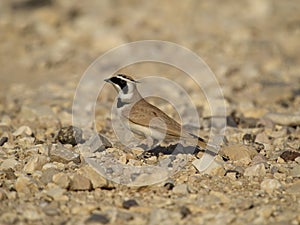 Temmincks lark, Eremophila bilopha