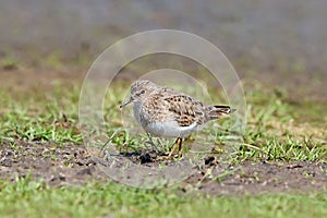 Temmincks stint (Calidris temminckii)