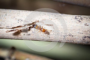 Temnothorax queen walks