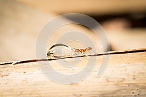 Temnothorax worker drink sugar water